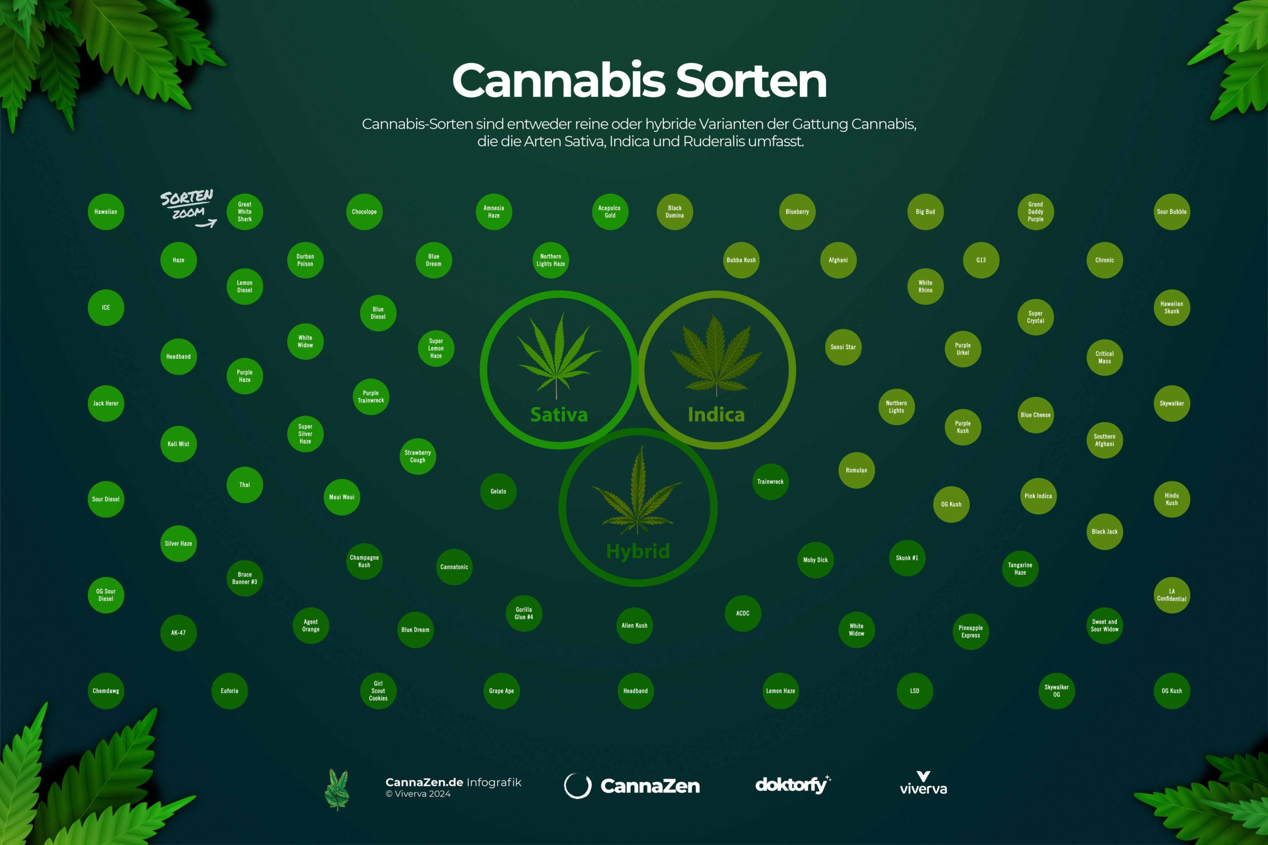 Cannabis Sorten Uebersicht Infografik: Sativa Indica und Hybrid Strains im Vergleich
